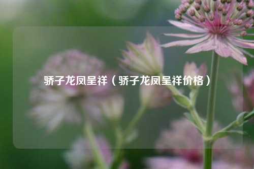 骄子龙凤呈祥（骄子龙凤呈祥价格）