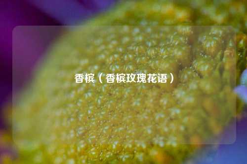 香槟（香槟玫瑰花语）