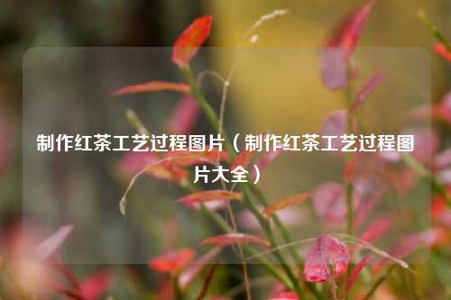 制作红茶工艺过程图片（制作红茶工艺过程图片大全）