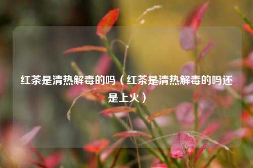 红茶是清热解毒的吗（红茶是清热解毒的吗还是上火）