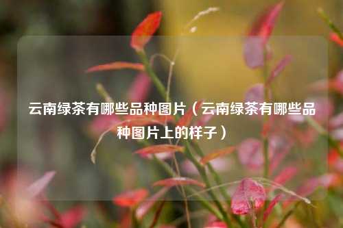云南绿茶有哪些品种图片（云南绿茶有哪些品种图片上的样子）