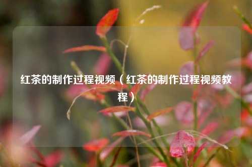 红茶的制作过程视频（红茶的制作过程视频教程）