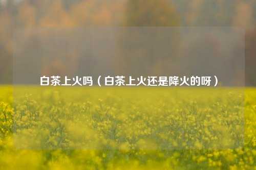 白茶上火吗（白茶上火还是降火的呀）