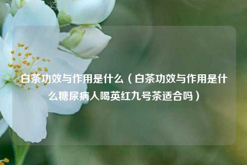 白茶功效与作用是什么（白茶功效与作用是什么糖尿病人喝英红九号茶适合吗）