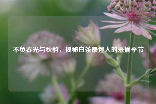 不负春光与秋韵,揭秘白茶最迷人的采摘季节