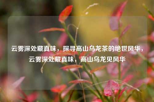 云雾深处藏真味,探寻高山乌龙茶的绝世风华,云雾深处藏真味,高山乌龙见风华