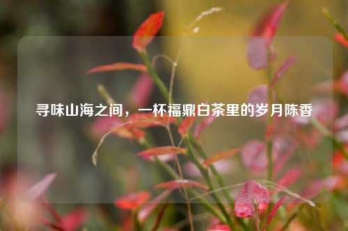 寻味山海之间,一杯福鼎白茶里的岁月陈香