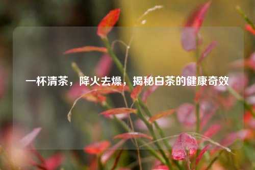 一杯清茶,降火去燥,揭秘白茶的健康奇效