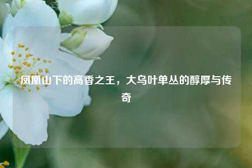 凤凰山下的高香之王,大乌叶单丛的醇厚与传奇