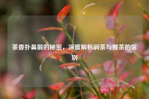 茶香扑鼻前的秘密，深度解析润茶与醒茶的区别