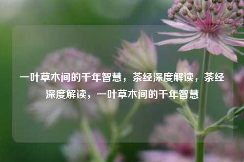 一叶草木间的千年智慧，茶经深度解读，茶经深度解读，一叶草木间的千年智慧