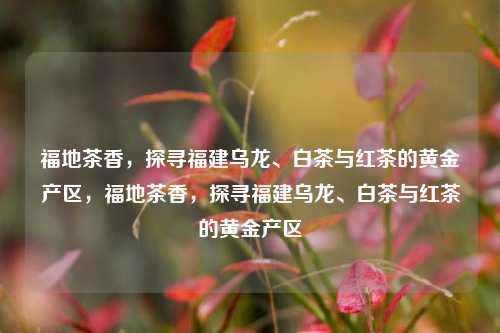 福地茶香，探寻福建乌龙、白茶与红茶的黄金产区，福地茶香，探寻福建乌龙、白茶与红茶的黄金产区