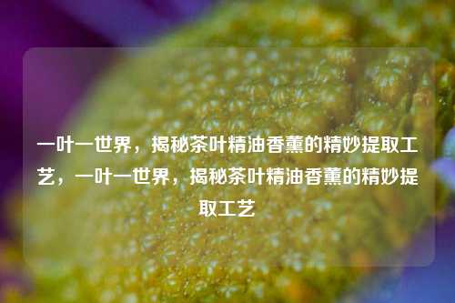 一叶一世界，揭秘茶叶精油香薰的精妙提取工艺，一叶一世界，揭秘茶叶精油香薰的精妙提取工艺